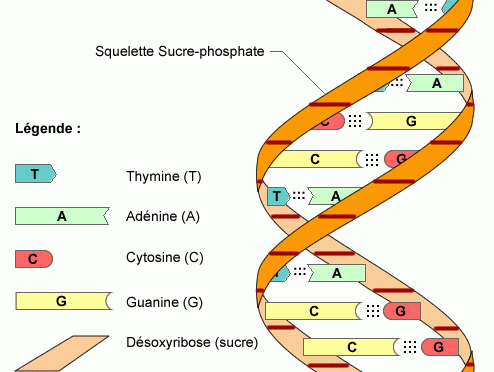 Resultado de imagen de descripcion de la estructura del adn